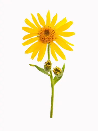 ARNICA